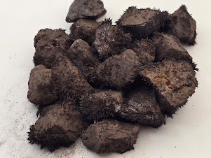 Magnetic Lodestone Rock Mineral Specimens 3/4 - 1 Inch - Pack of 20