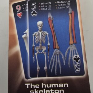 Syn Heme Anatomy Pack of Two Decks Playing Cards